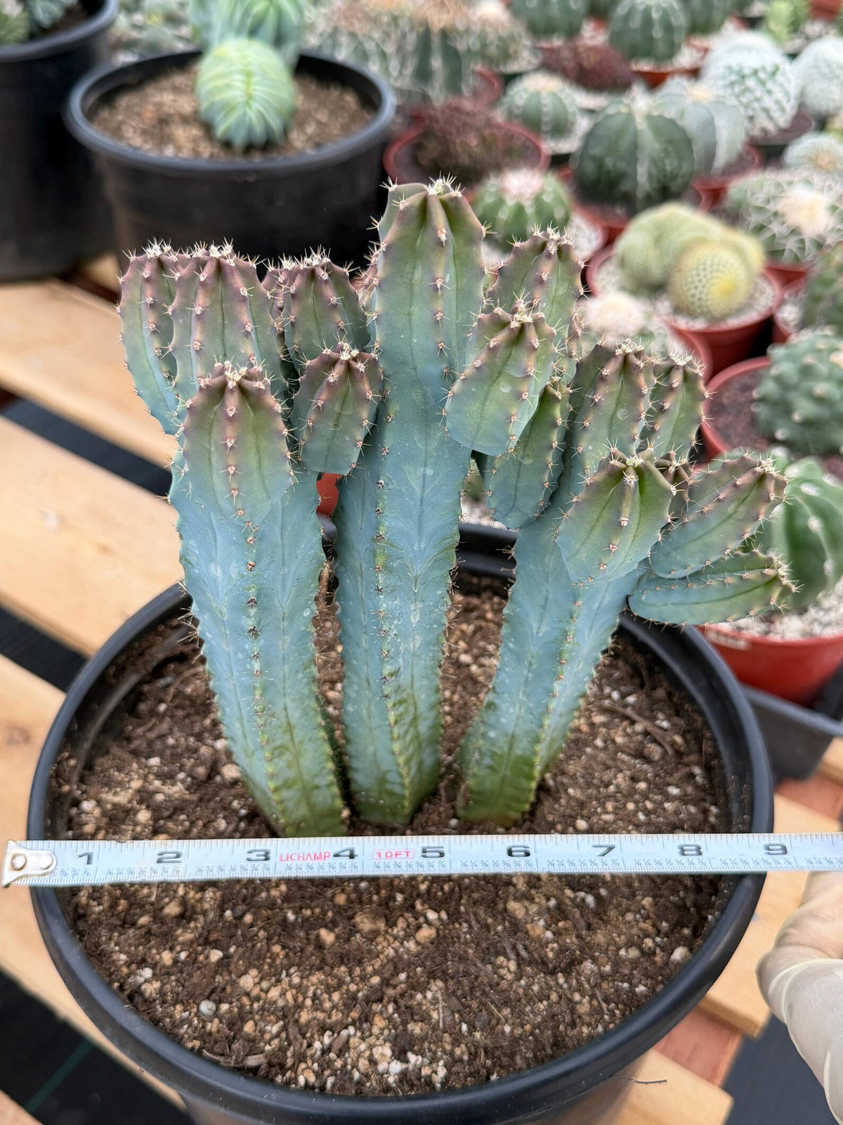 Blue Myrtle Cactus | Rare Easy Care Live Cactus