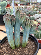Blue Myrtle Cactus | Rare Easy Care Live Cactus