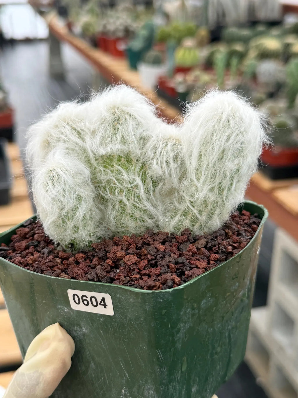 Crested Old Man Cactus | Hairy Rare Collector Plant #604