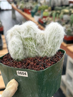 Crested Old Man Cactus | Hairy Rare Collector Plant #604
