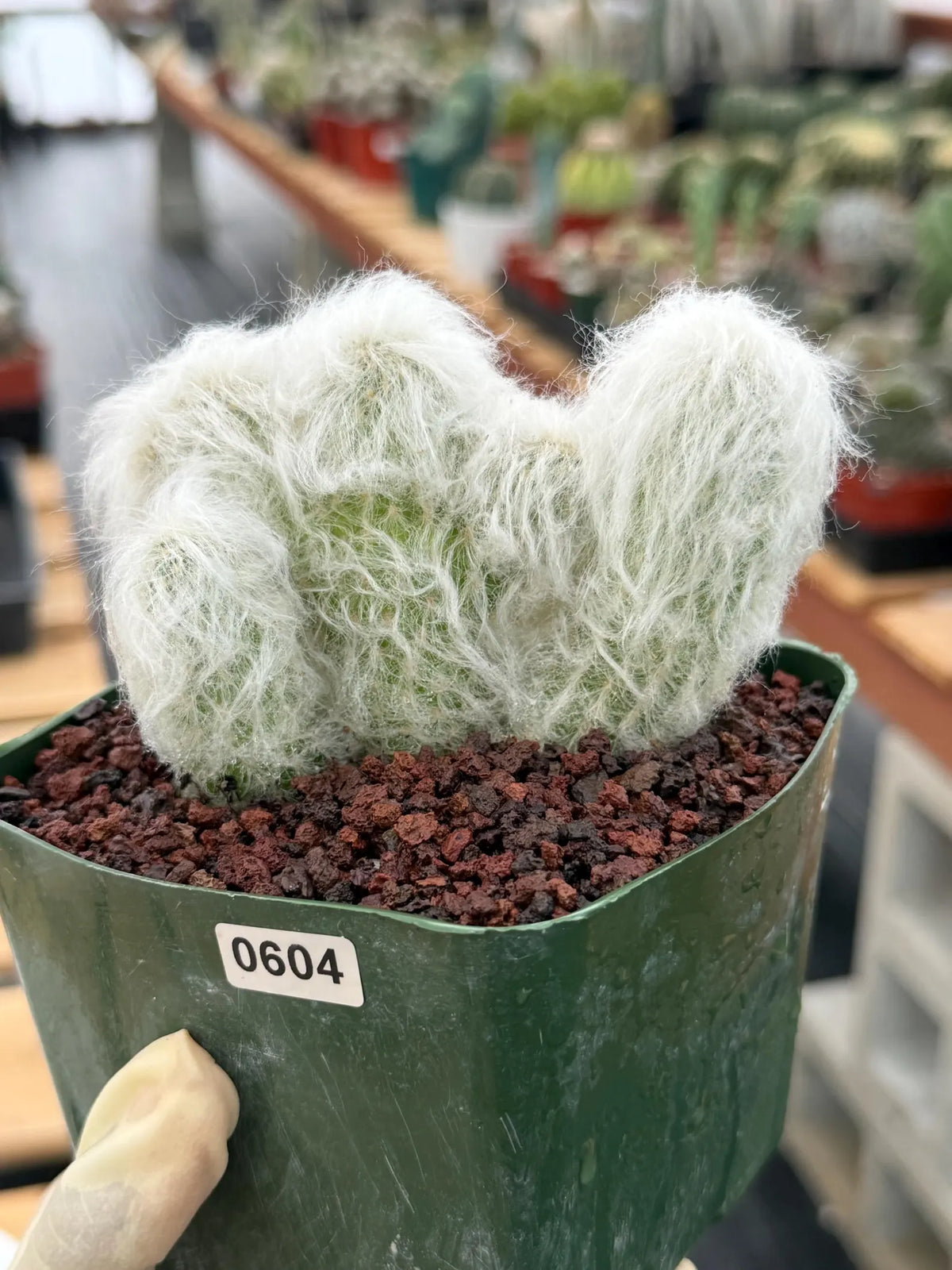 Crested Old Man Cactus | Hairy Rare Collector Plant #604