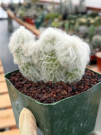 Crested Old Man Cactus | Hairy Rare Collector Plant #604