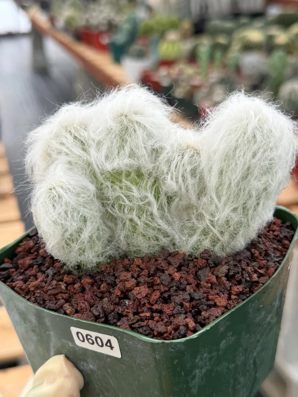 Crested Old Man Cactus | Hairy Rare Collector Plant #604
