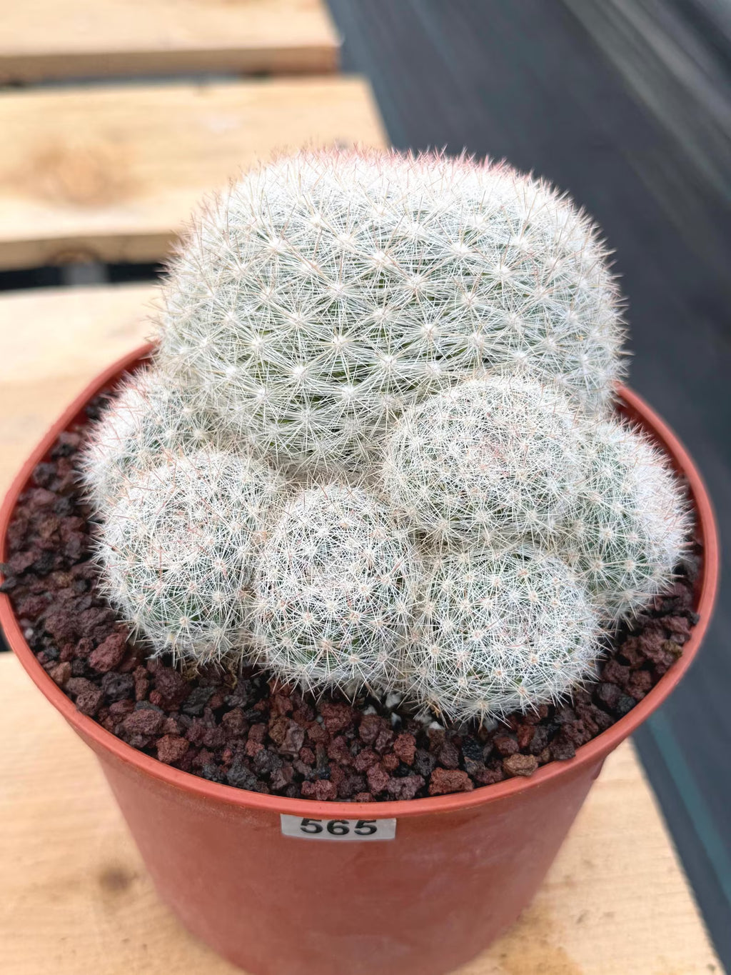 Mammillaria Candida with Pups | Rare Live Cactus #565