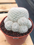 Mammillaria Candida with Pups | Rare Live Cactus #565