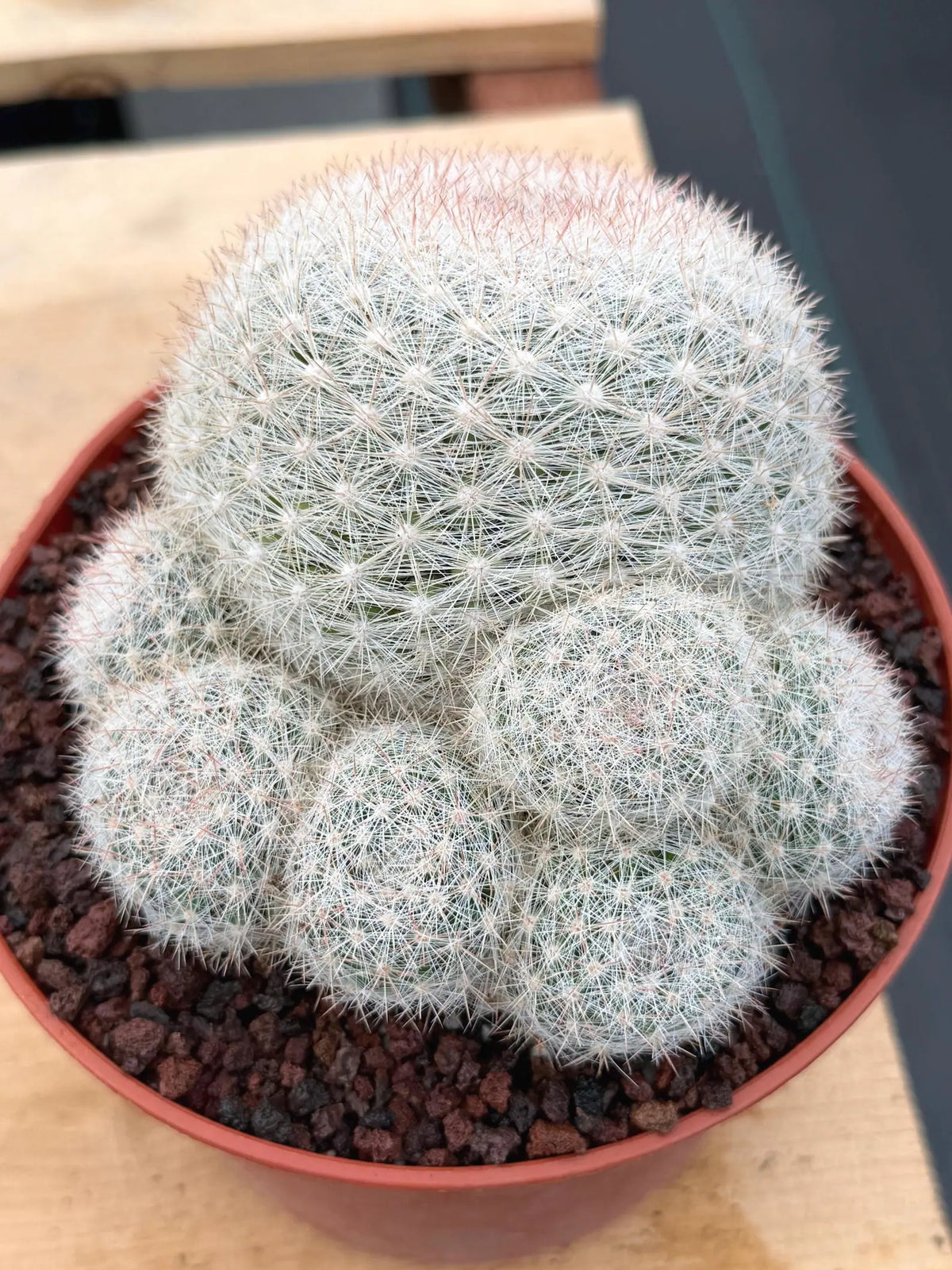 Mammillaria Candida with Pups | Rare Live Cactus #565