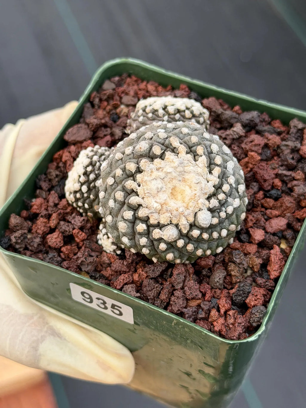 Copiapoa Tenuissima f. Monstrose | Rare Seed Grown Cactus #935