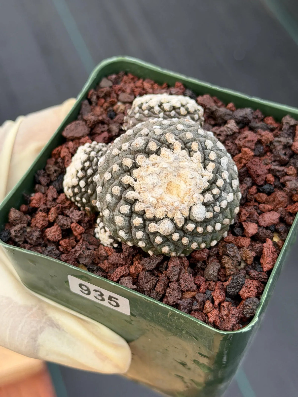 Copiapoa Tenuissima f. Monstrose | Rare Seed Grown Cactus #935