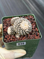 Copiapoa Tenuissima f. Monstrose | Rare Seed Grown Cactus #935