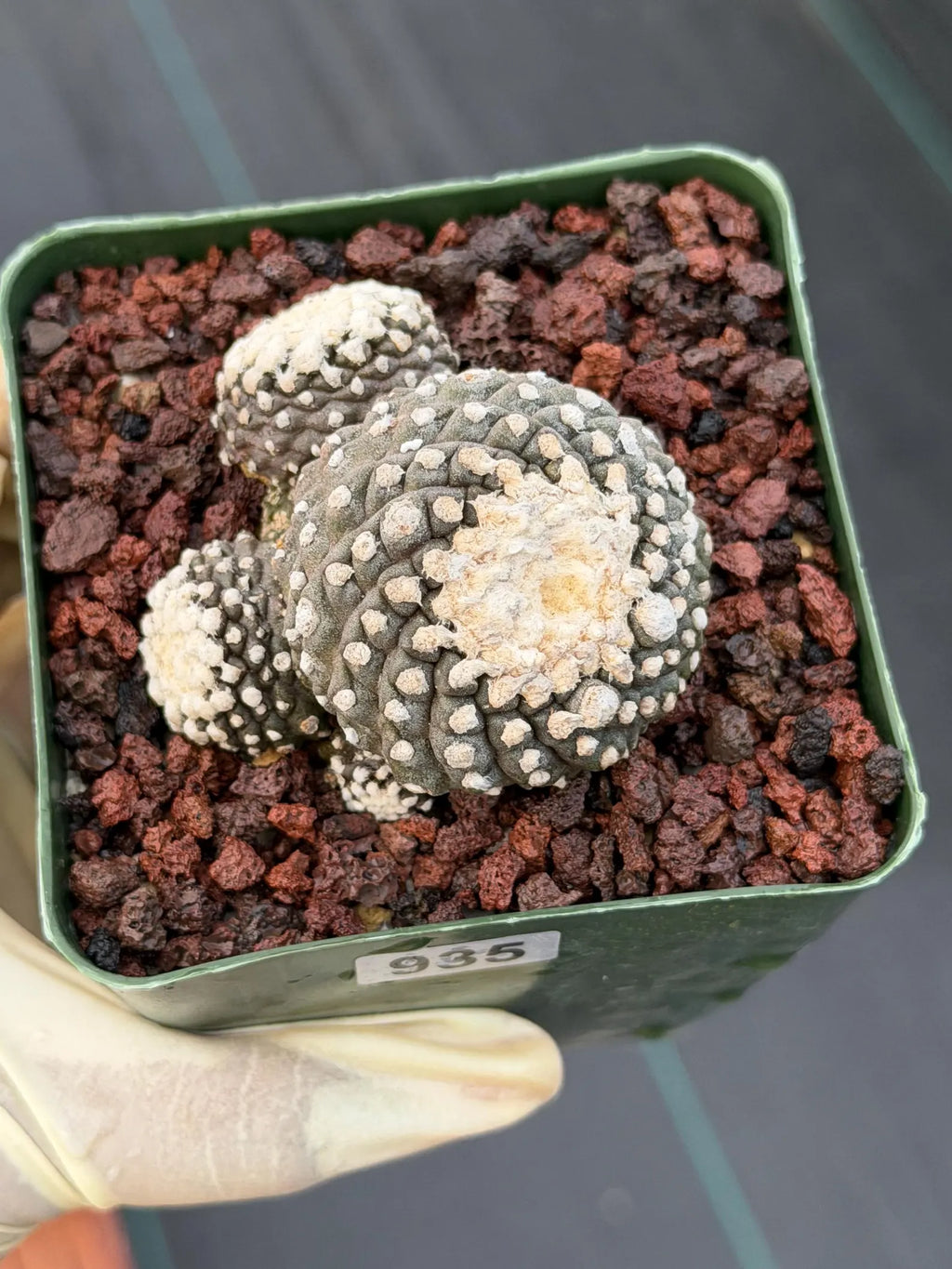 Copiapoa Tenuissima f. Monstrose | Rare Seed Grown Cactus #935