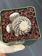 Copiapoa Tenuissima f. Monstrose | Rare Seed Grown Cactus #935