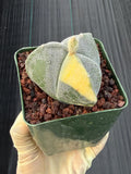 Variegated Astrophytum Myriostigma | 3-Rib Seed Grown Cactus #606