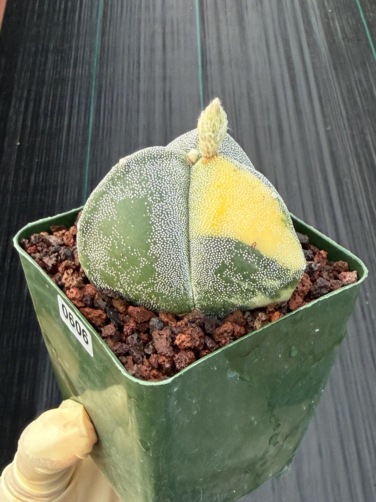 Variegated Astrophytum Myriostigma | 3-Rib Seed Grown Cactus #606