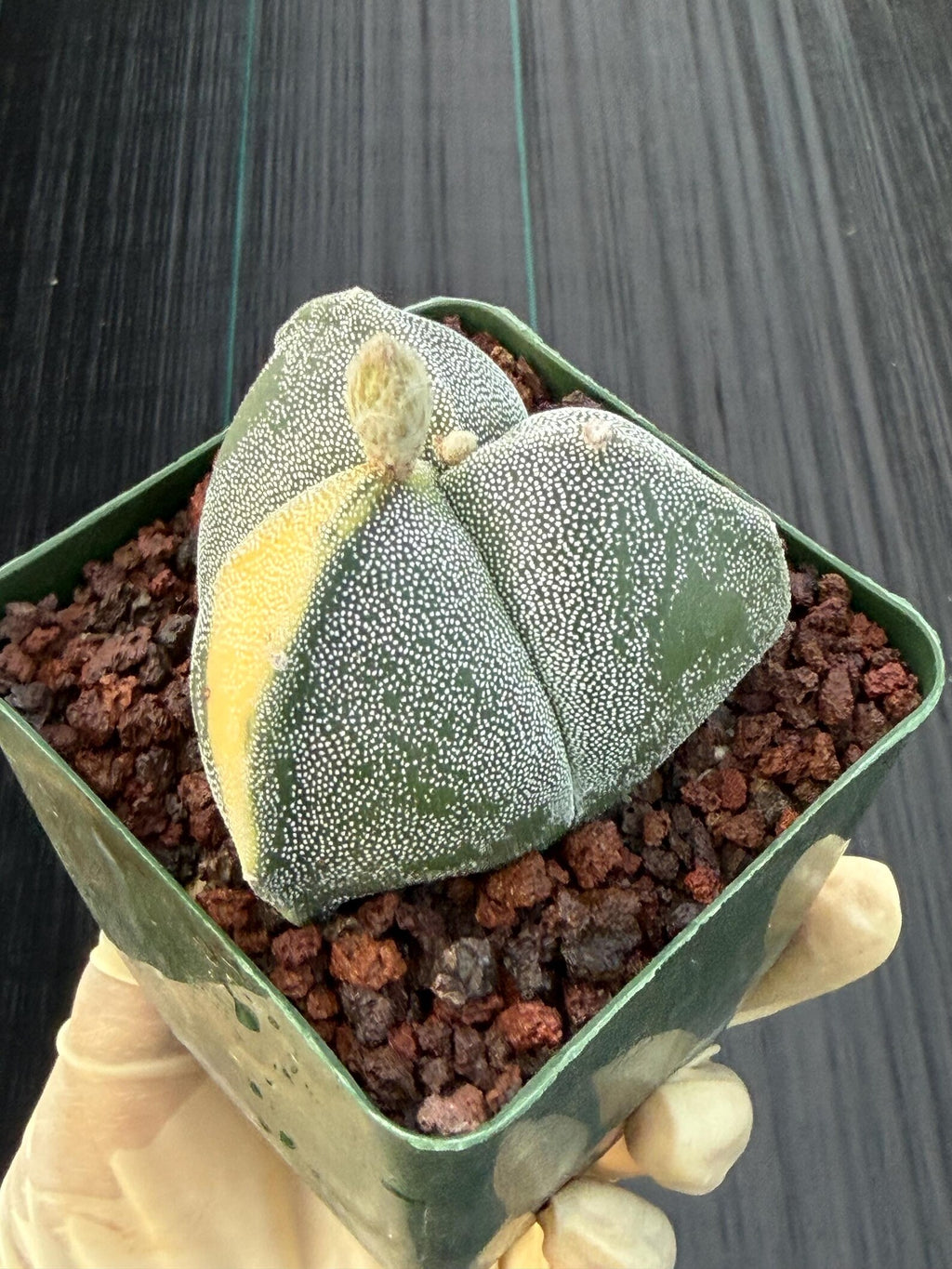 Variegated Astrophytum Myriostigma | 3-Rib Seed Grown Cactus #606