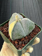 Variegated Astrophytum Myriostigma | 3-Rib Seed Grown Cactus #606