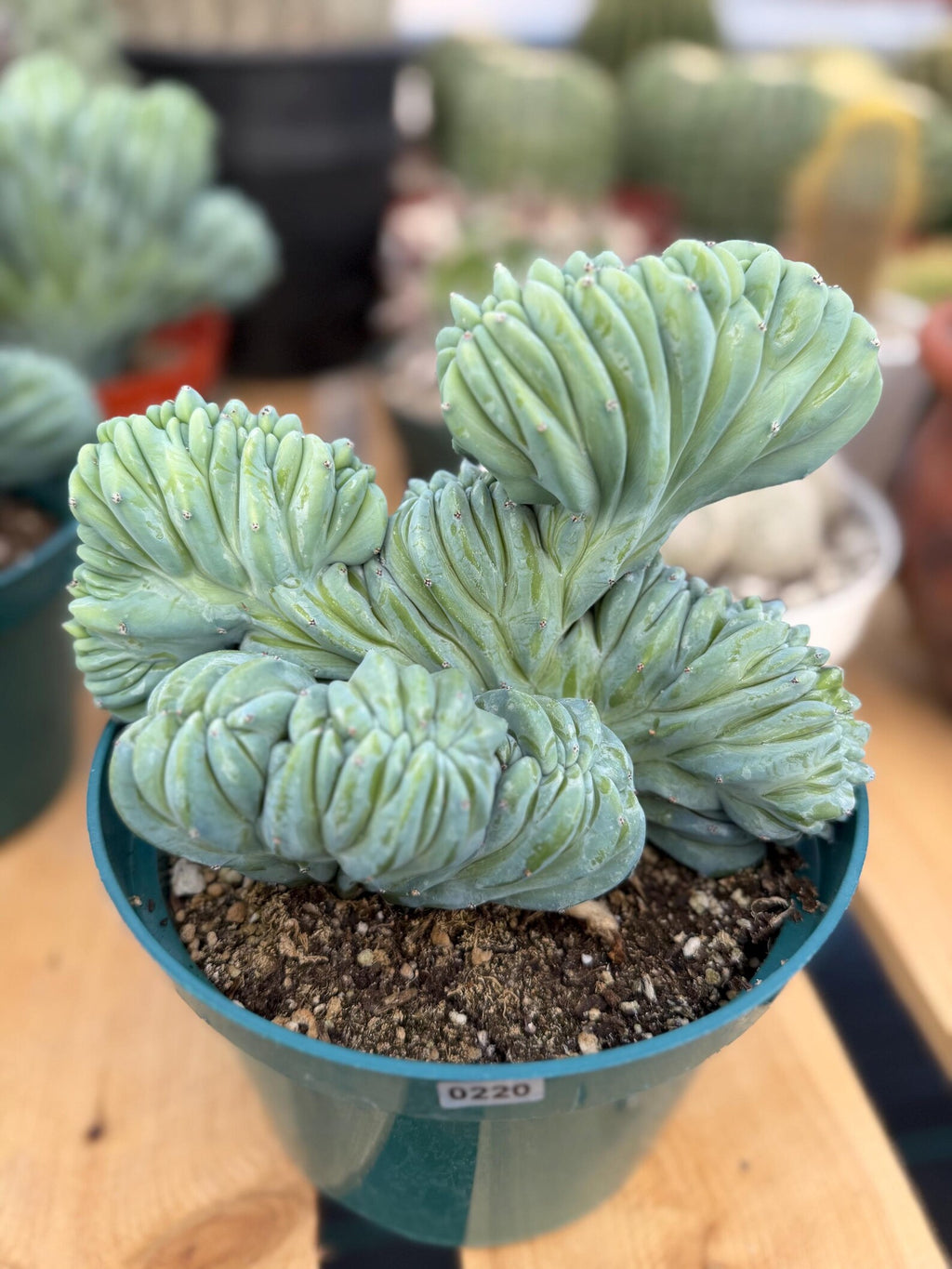 Crested Blue Myrtle Cactus | Rare Easy Care Live Plant #220