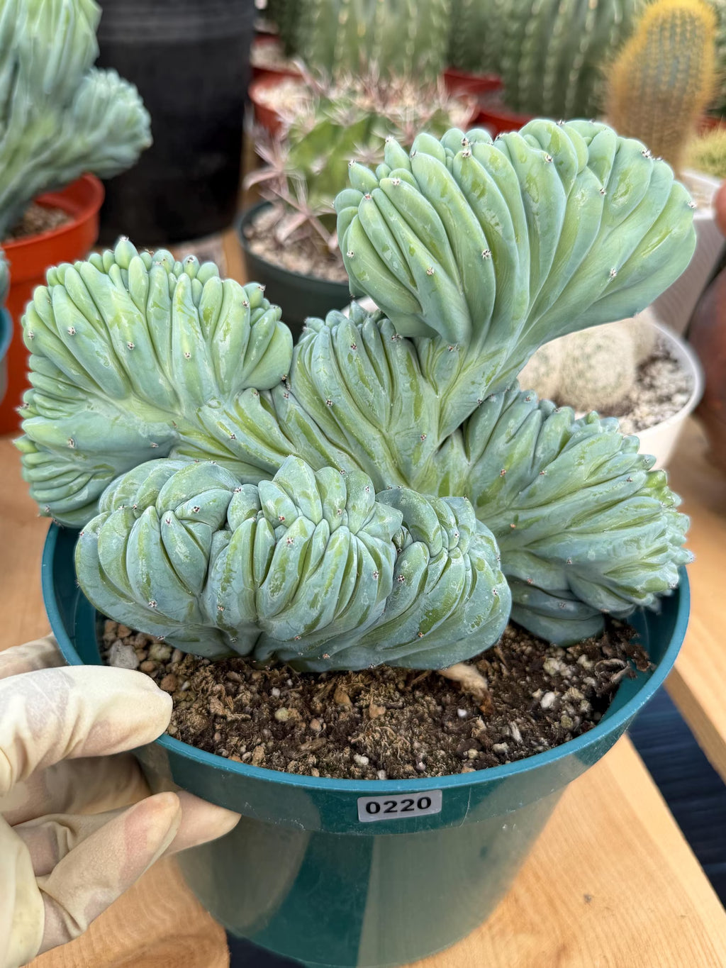Crested Blue Myrtle Cactus | Rare Easy Care Live Plant #220