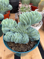 Crested Blue Myrtle Cactus | Rare Easy Care Live Plant #220