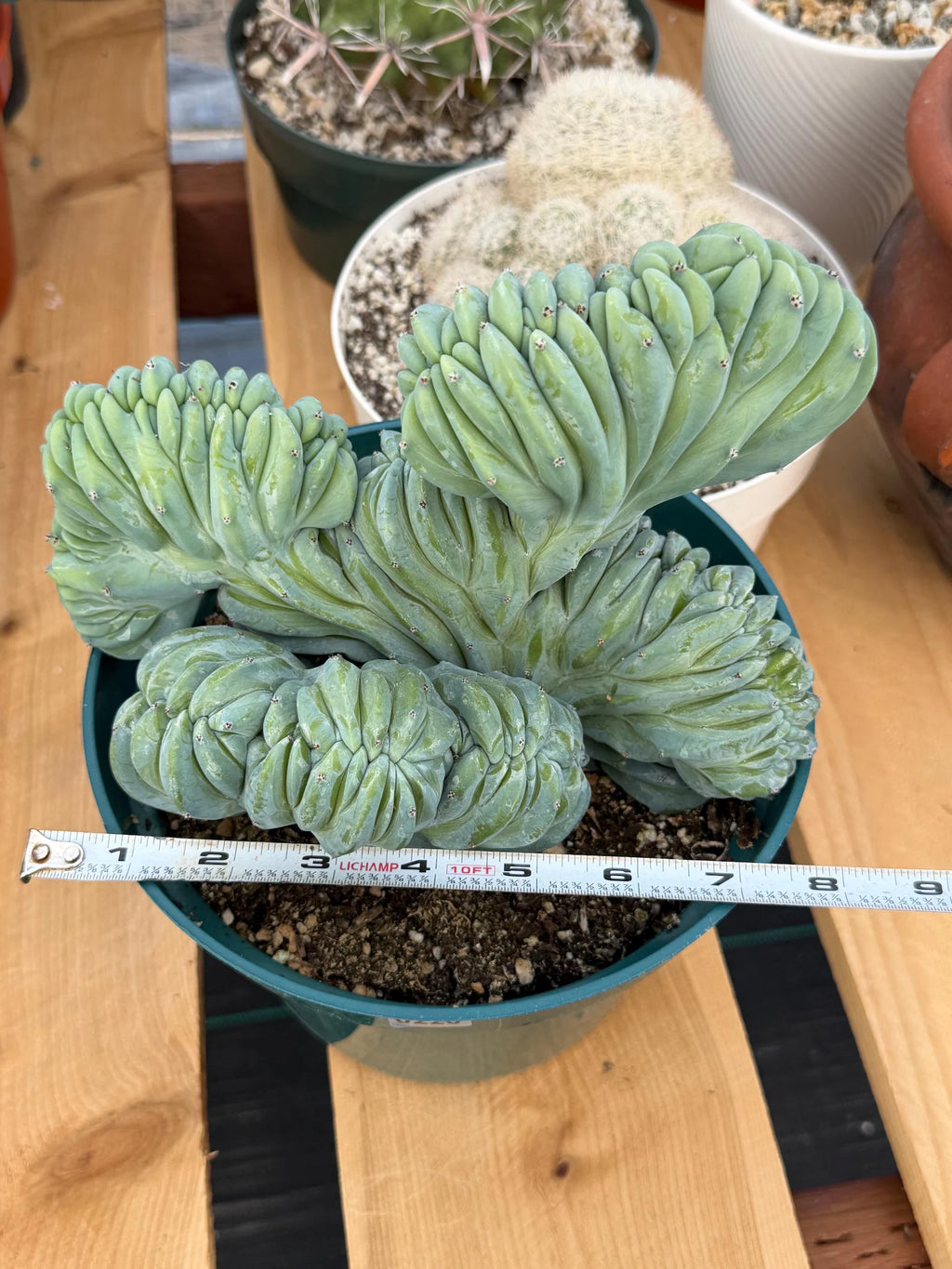 Crested Blue Myrtle Cactus | Rare Easy Care Live Plant #220