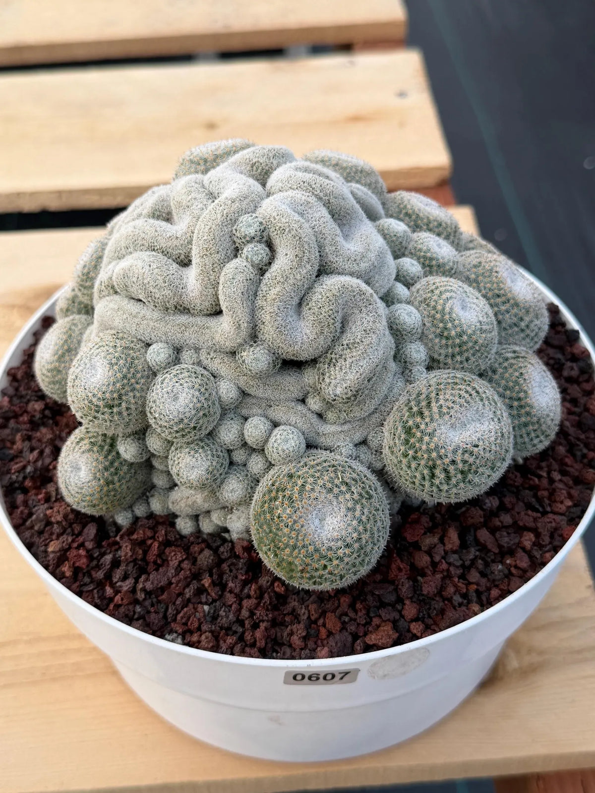 Mammillaria Perbella Cluster | Rare Specimen Cactus #607
