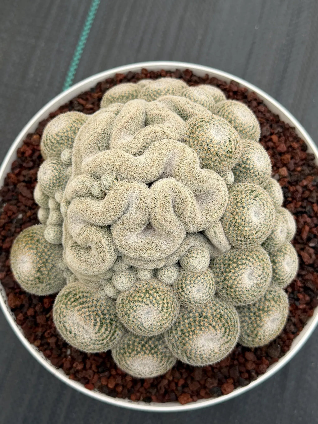 Mammillaria Perbella Cluster | Rare Specimen Cactus #607