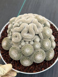 Mammillaria Perbella Cluster | Rare Specimen Cactus #607