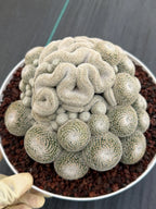 Mammillaria Perbella Cluster | Rare Specimen Cactus #607