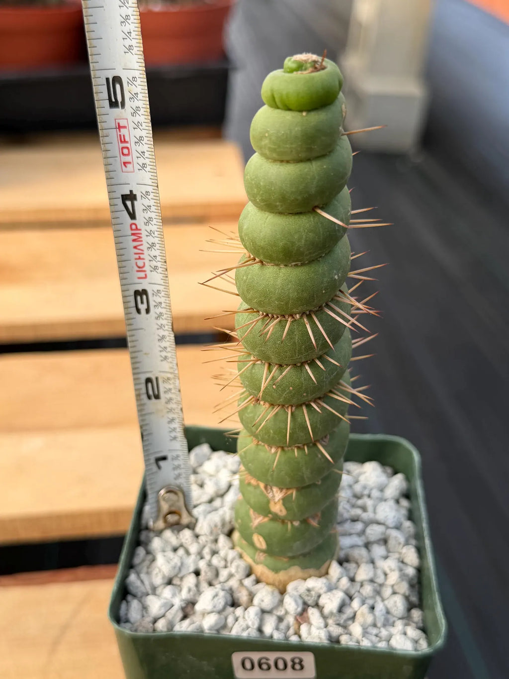 Eulychnia Castanea Spiralis Rare Cactus – Unique Spiral Columnar Live Plant #608