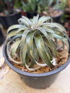 Dyckia Hybrid Spiral Form Rare Live Plant – Exact Specimen #505