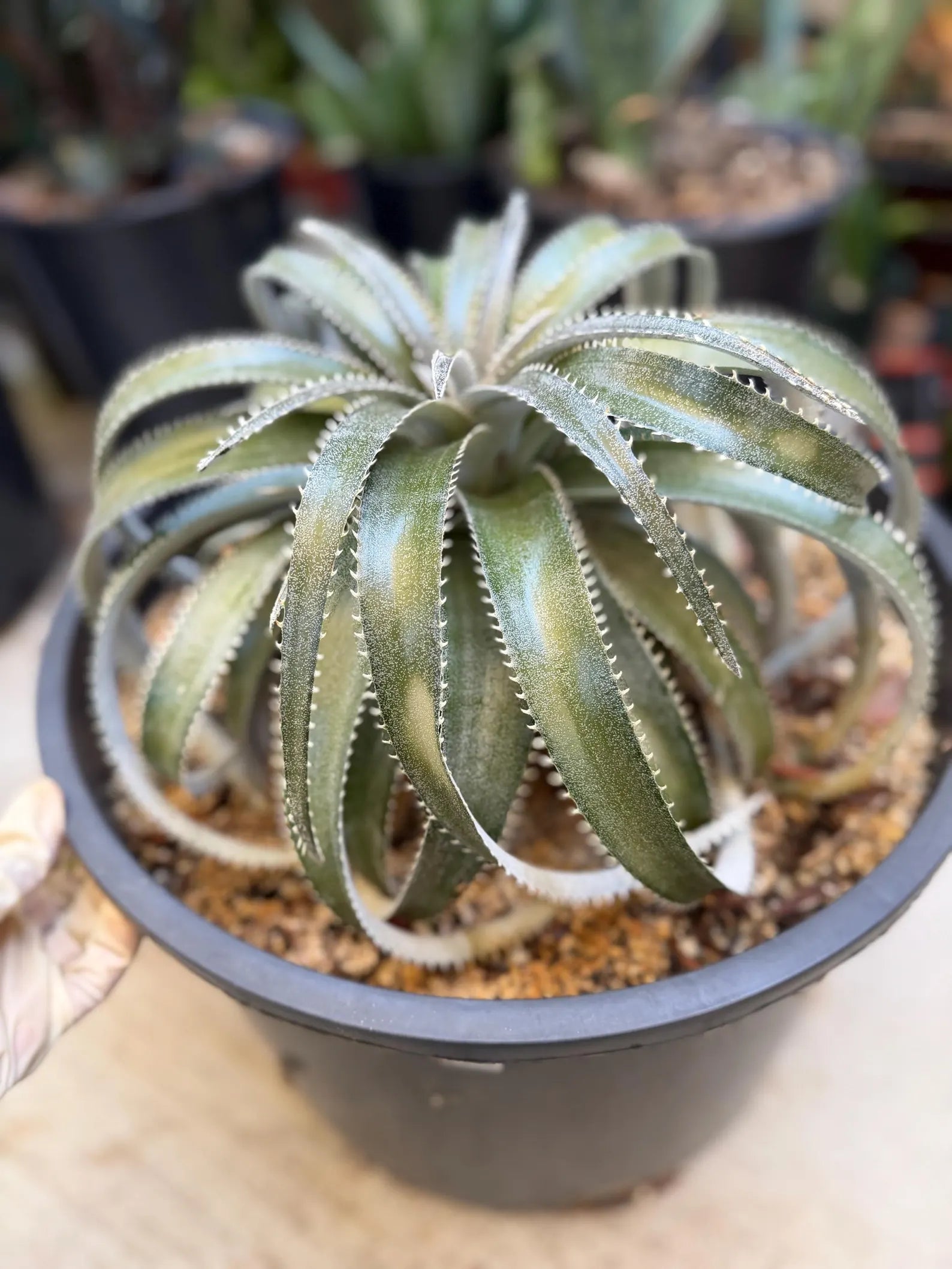 Dyckia Hybrid Spiral Form Rare Live Plant – Exact Specimen #505