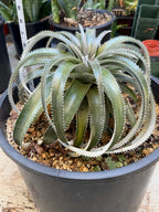 Dyckia Hybrid Spiral Form Rare Live Plant – Exact Specimen #505