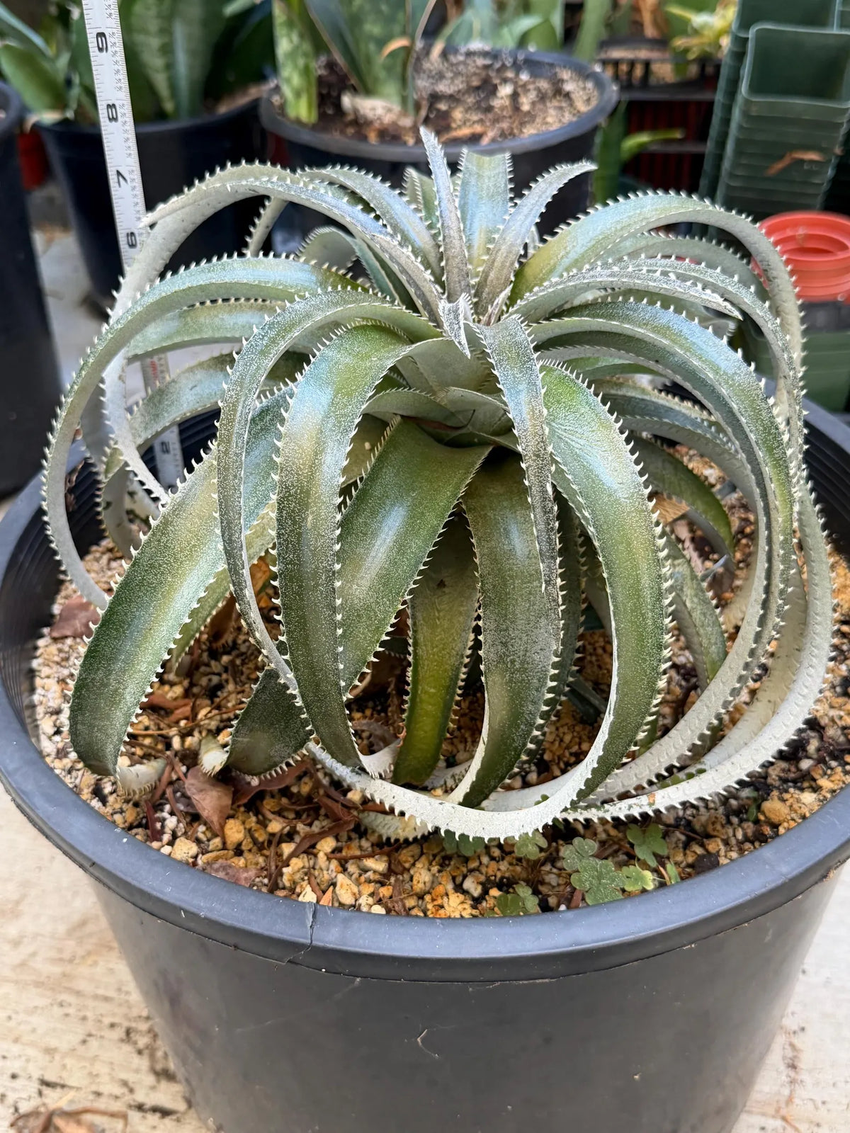 Dyckia Hybrid Spiral Form Rare Live Plant – Exact Specimen #505