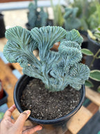 Crested Blue Myrtle Cactus Easy Care Plant #439