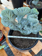 Crested Blue Myrtle Cactus Easy Care Plant #439