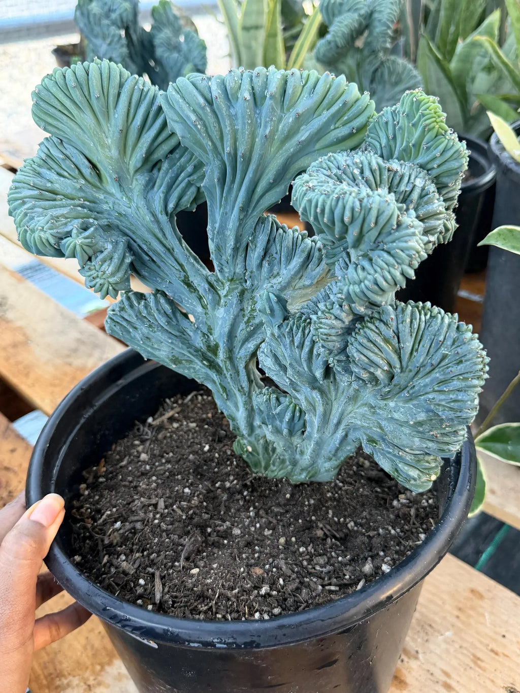 Crested Blue Myrtle Cactus Easy Care Plant #439