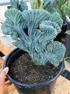 Crested Blue Myrtle Cactus Easy Care Plant #439