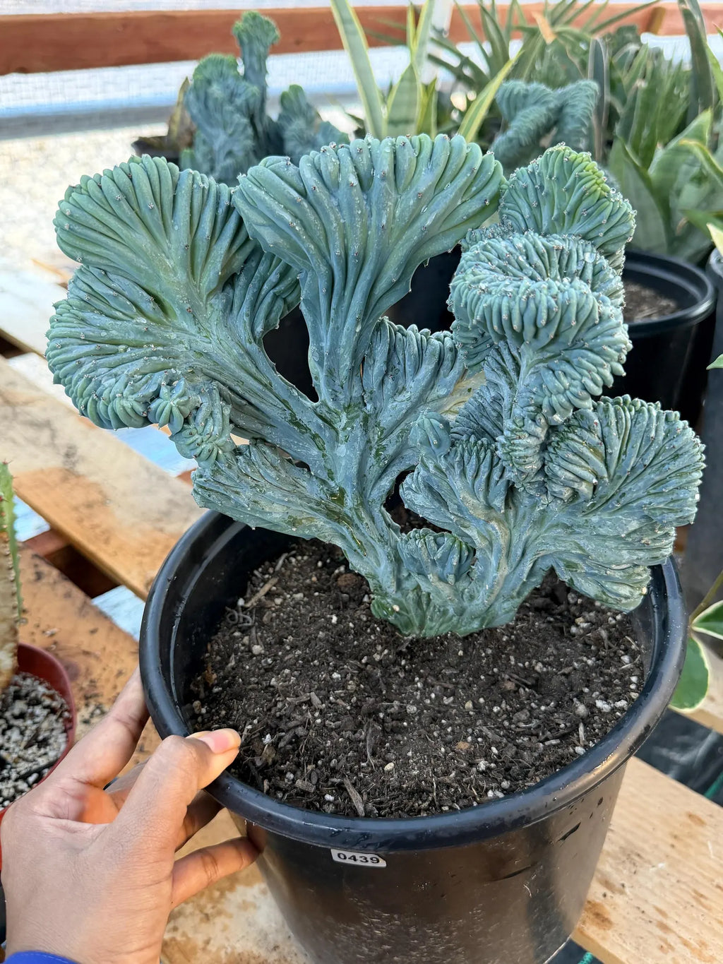 Crested Blue Myrtle Cactus Easy Care Plant #439