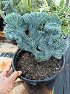Crested Blue Myrtle Cactus Easy Care Plant #439