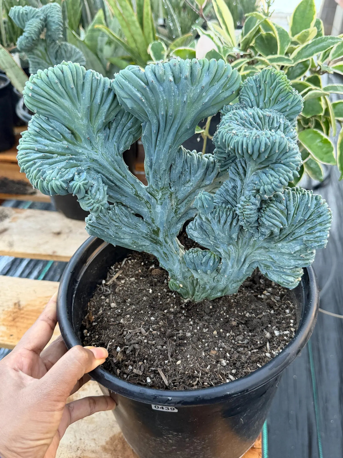 Crested Blue Myrtle Cactus Easy Care Plant #439