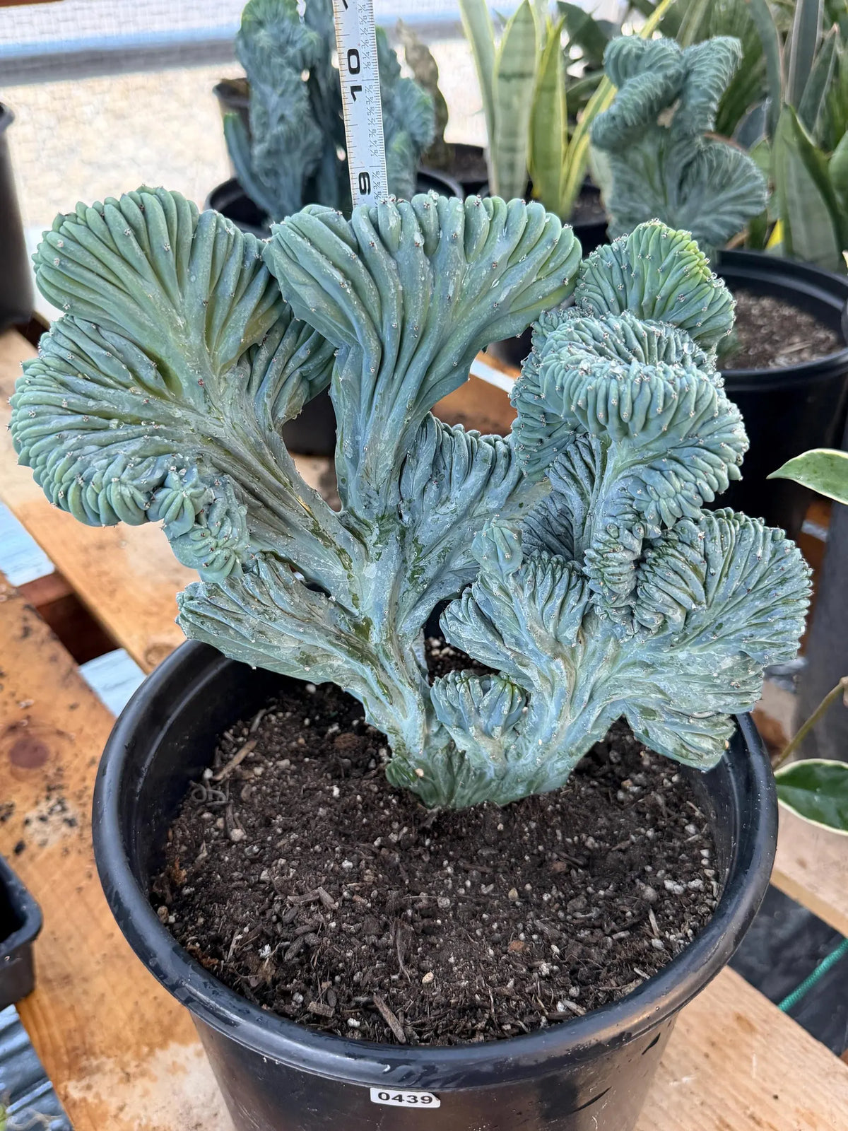 Crested Blue Myrtle Cactus Easy Care Plant #439