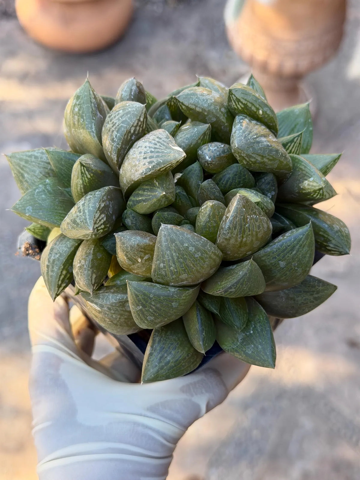 Haworthia Fat Albert | Rare Easy Care Succulent | Live Plant