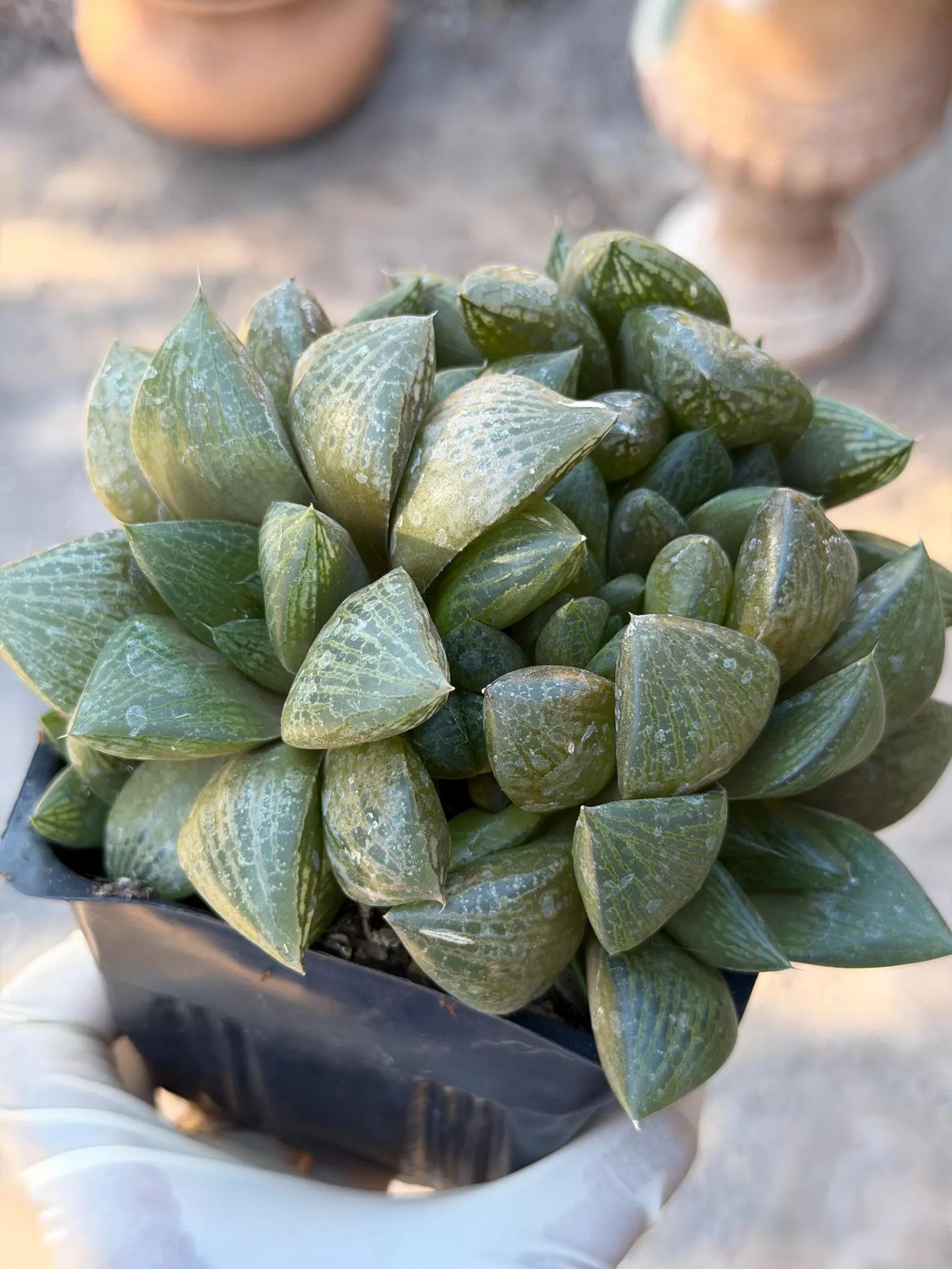 Haworthia Fat Albert | Rare Easy Care Succulent | Live Plant
