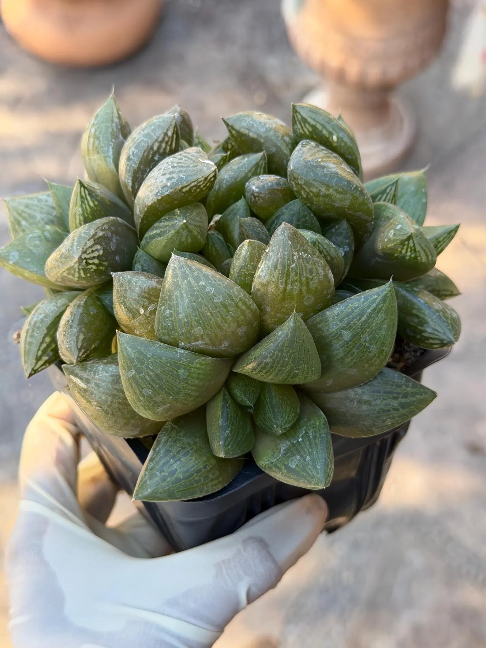 Haworthia Fat Albert | Rare Easy Care Succulent | Live Plant