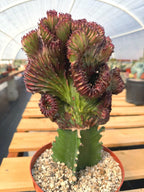 Dark Pink Crested Coral Cactus Euphorbia Lactea #599