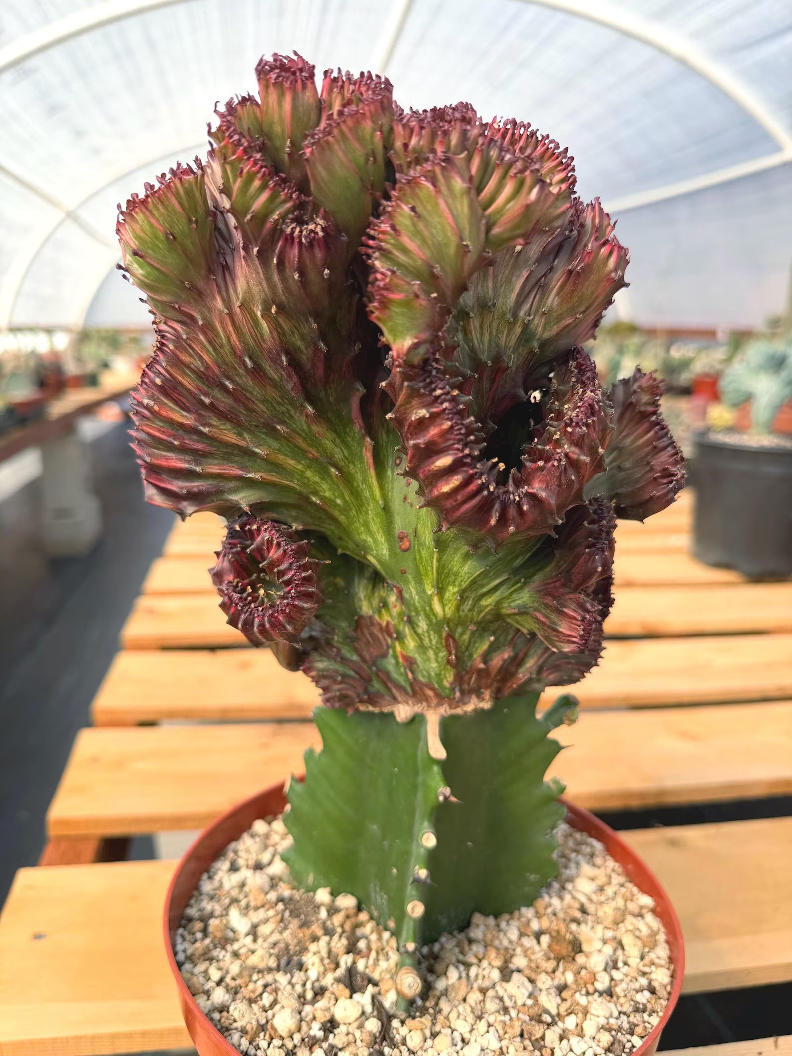 Dark Pink Crested Coral Cactus Euphorbia Lactea #599