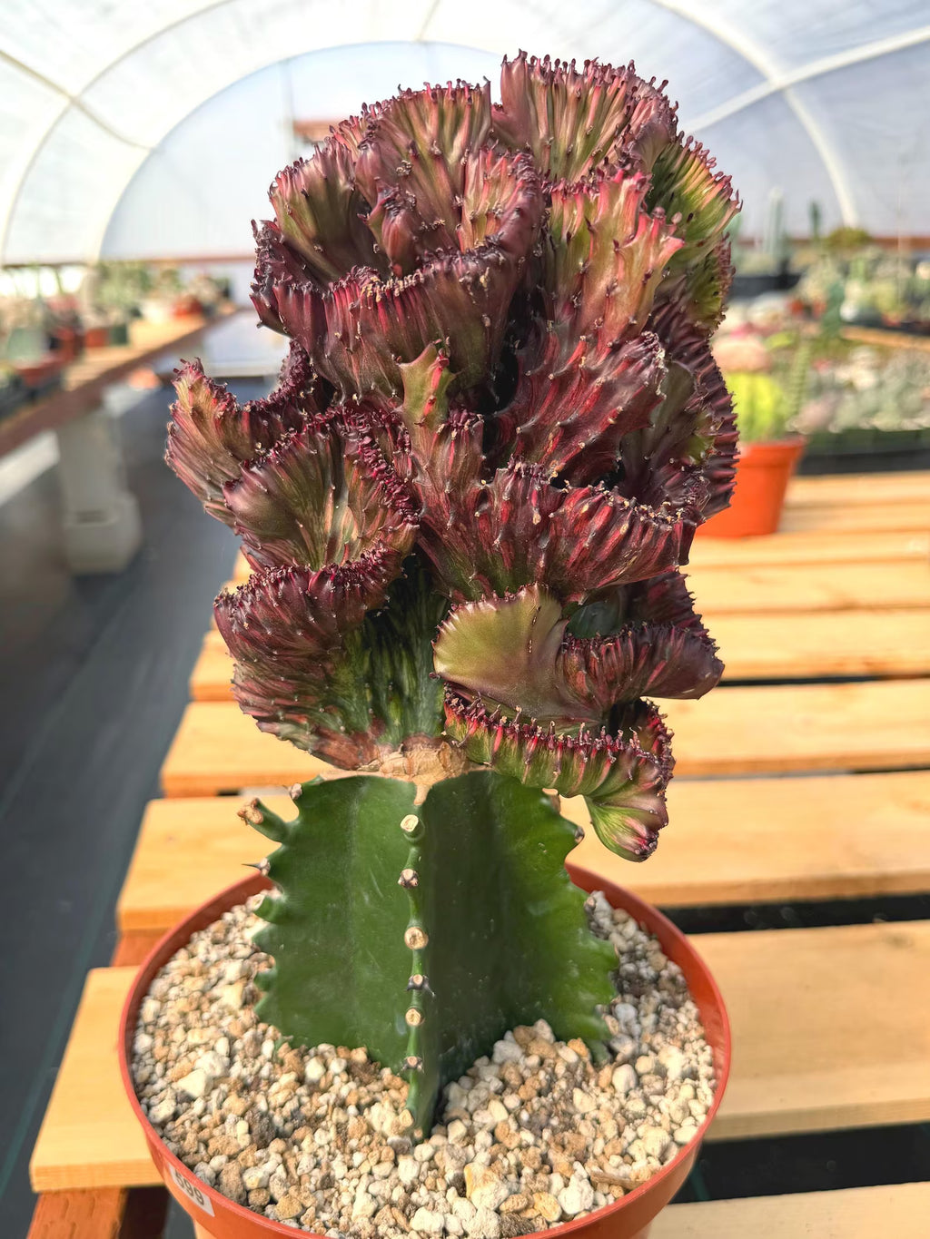 Dark Pink Crested Coral Cactus Euphorbia Lactea #599