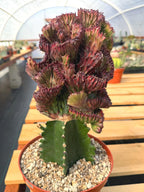 Dark Pink Crested Coral Cactus Euphorbia Lactea #599