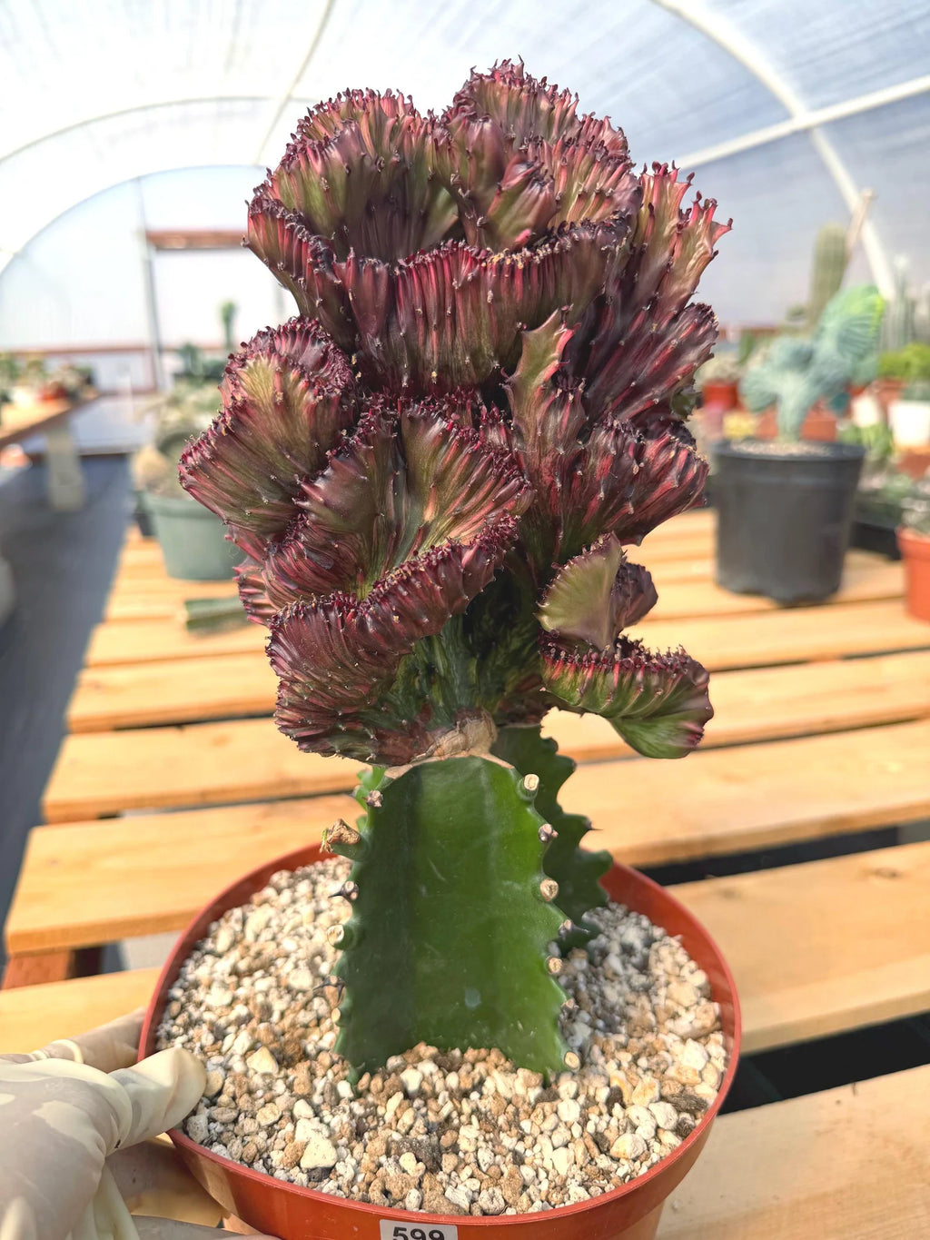 Dark Pink Crested Coral Cactus Euphorbia Lactea #599