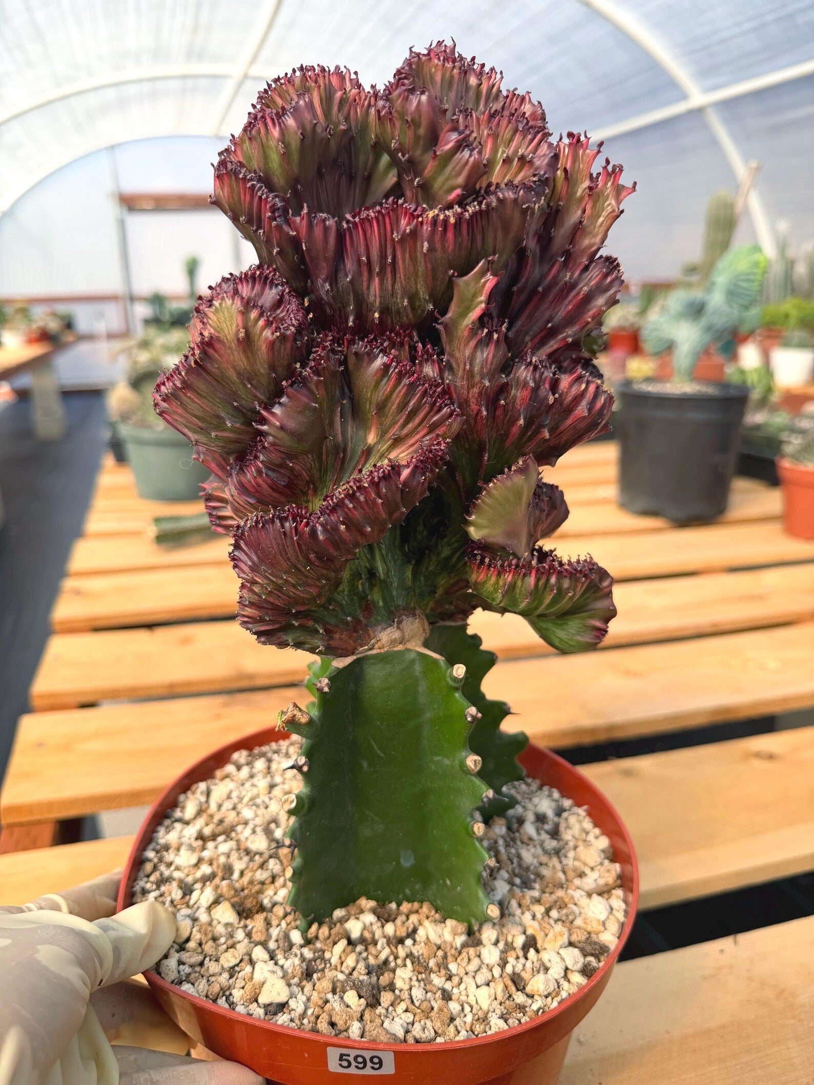 Dark Pink Crested Coral Cactus Euphorbia Lactea #599