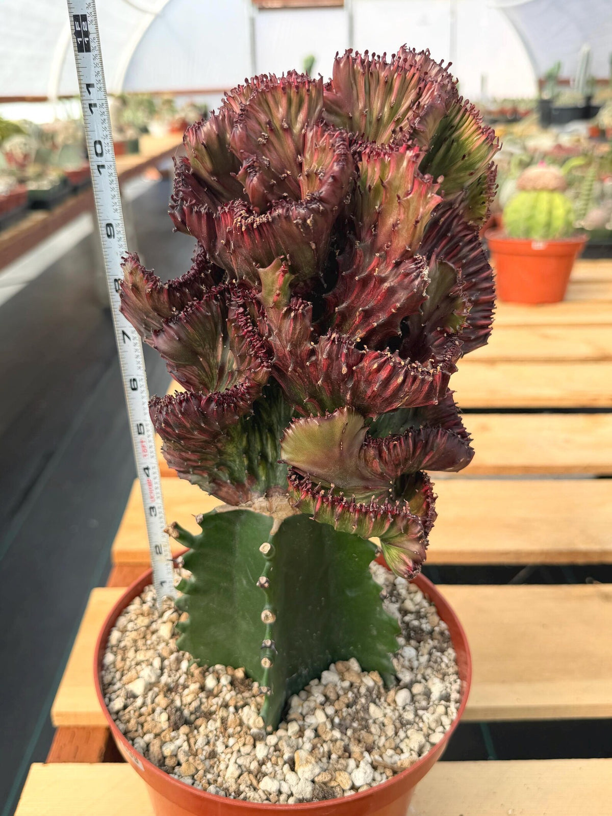 Dark Pink Crested Coral Cactus Euphorbia Lactea #599